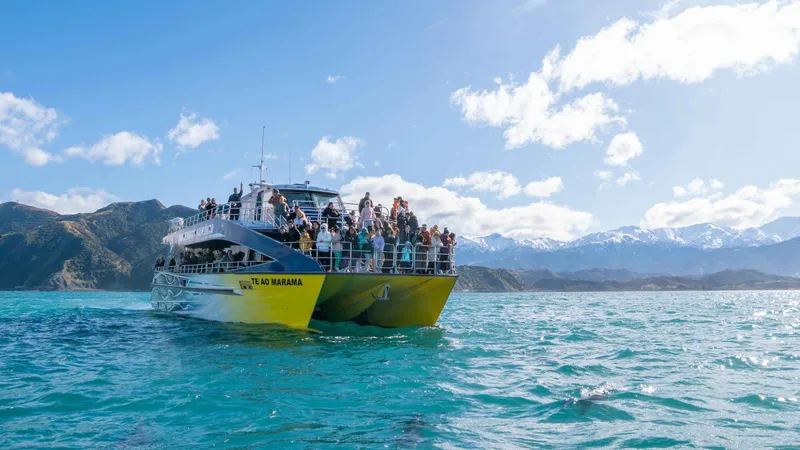 Sperm whale raising its tail flukes beside a catamaran on kaikoura whale watching tours in New Zealand