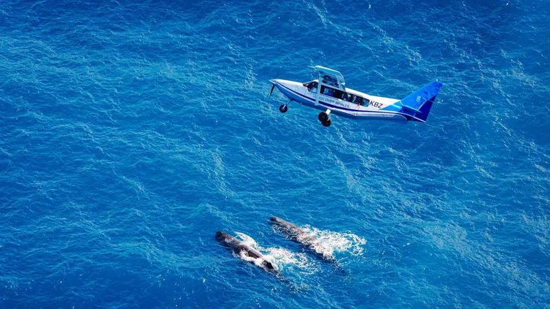 Aerial view of a sperm whale at the surface seen on a scenic flight during kaikoura whale watching tours, New Zealand